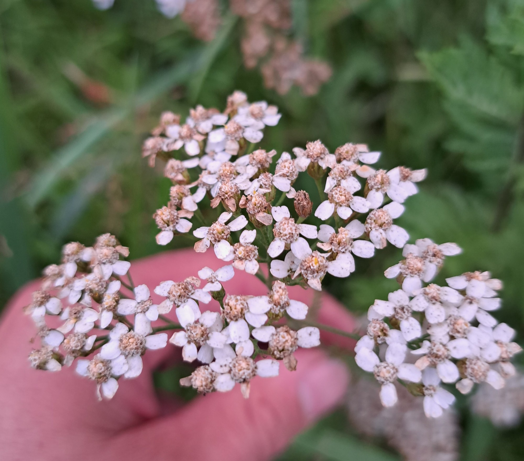 The yarrow plant is common and useful medicinal herb.